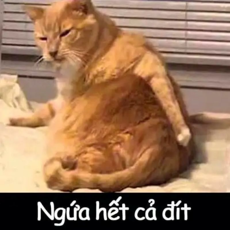 hình ảnh meme hài