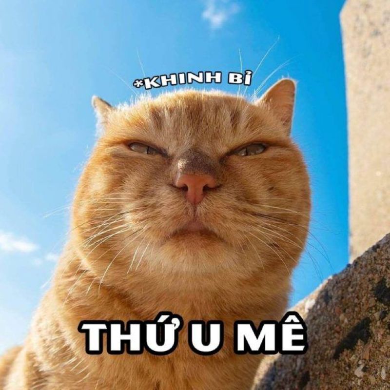 hình ảnh meme khinh