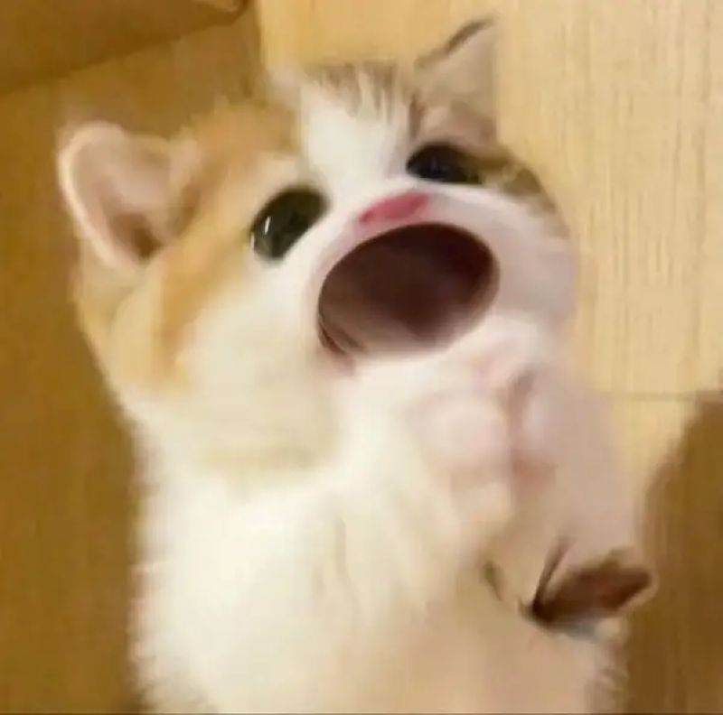 hình ảnh meme mèo ngạc nhiên