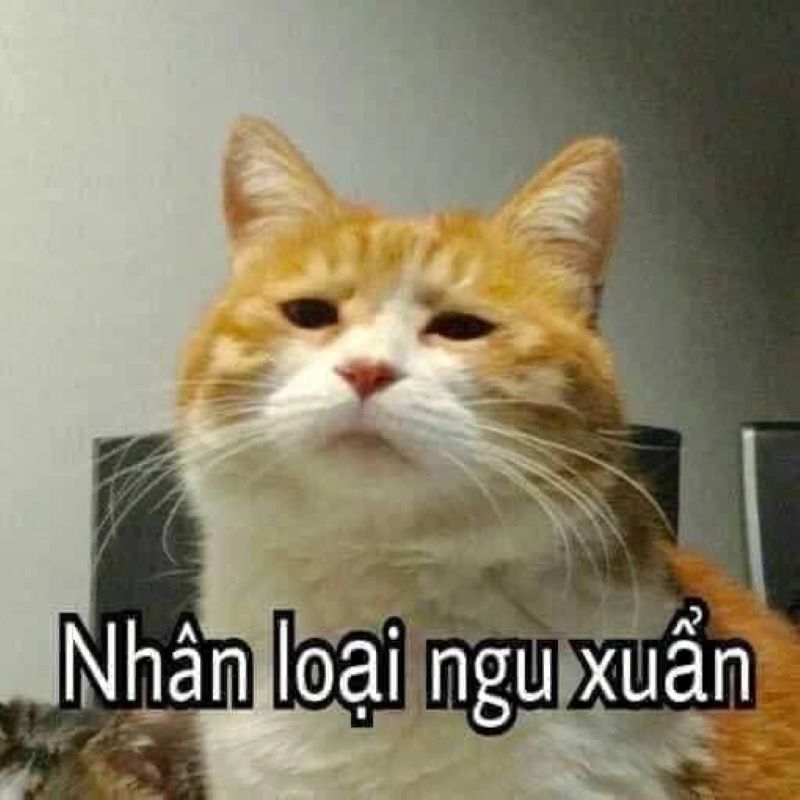 hình ảnh meme não đang tải