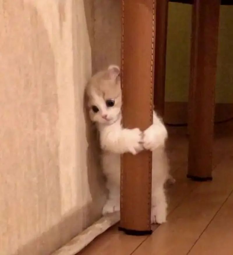 hình ảnh meme sợ hãi các thứ