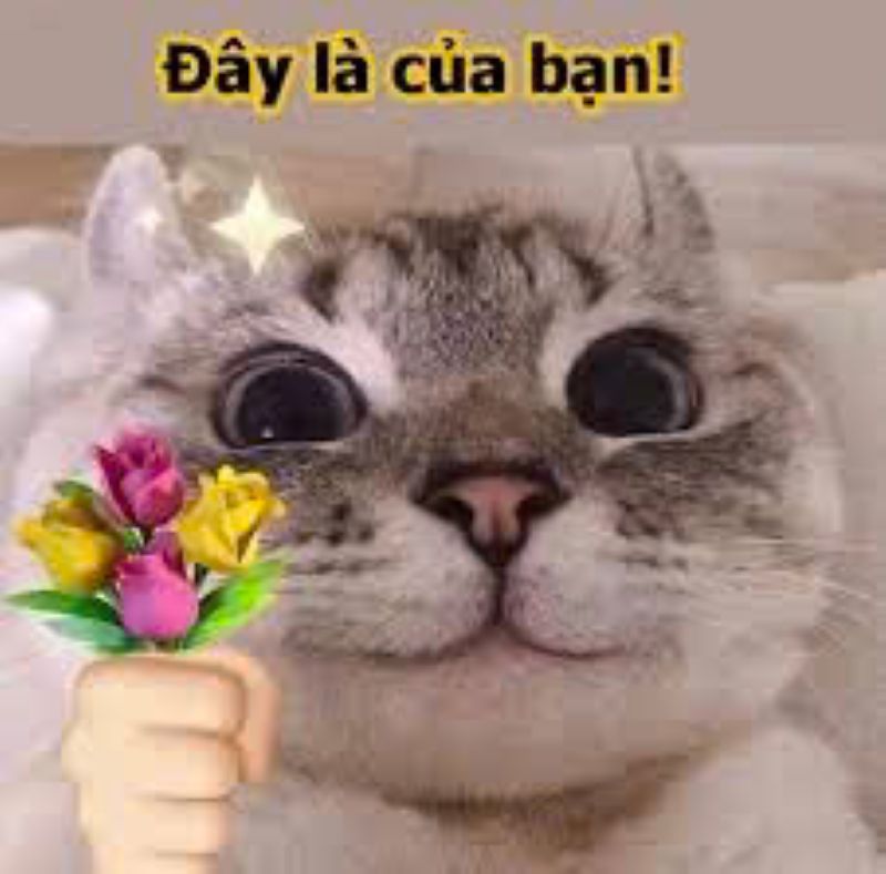 hình ảnh meme tặng bông