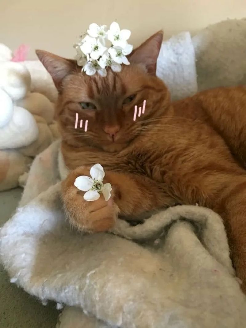 hình ảnh meme tặng hoa hài