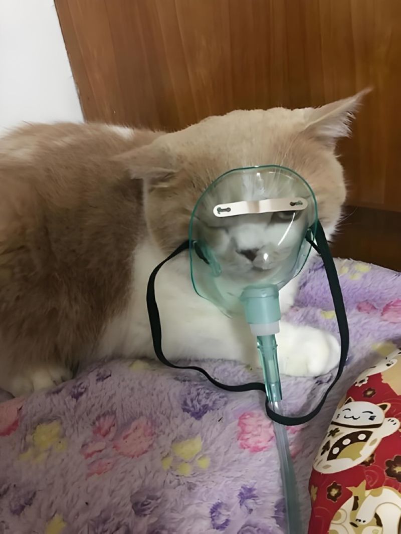 hình ảnh meme thở oxy hài