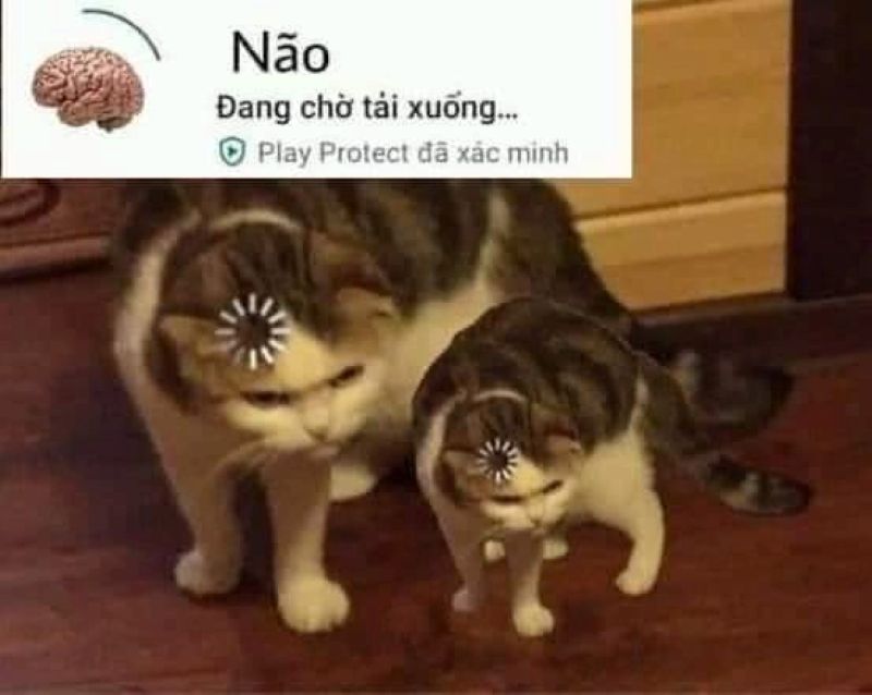 hình ảnh meme thông não