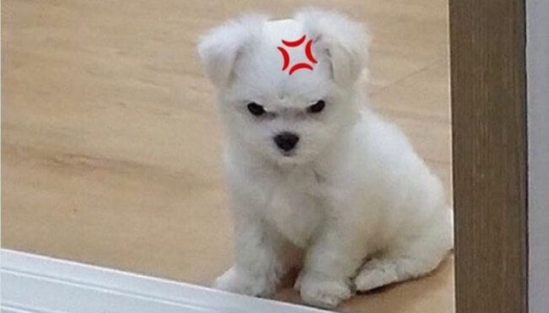 hình ảnh meme tức giận cute