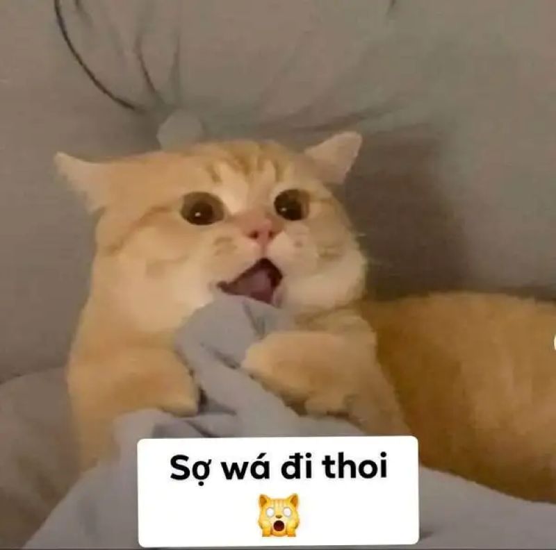 hình ảnh mèo sợ hãi meme