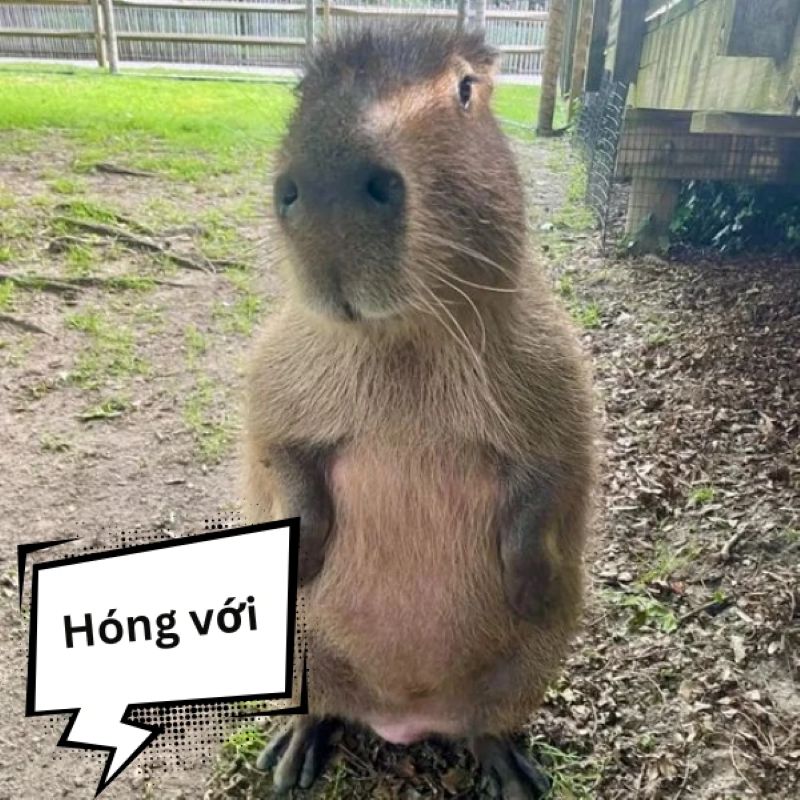 hình ảnh ngầu meme