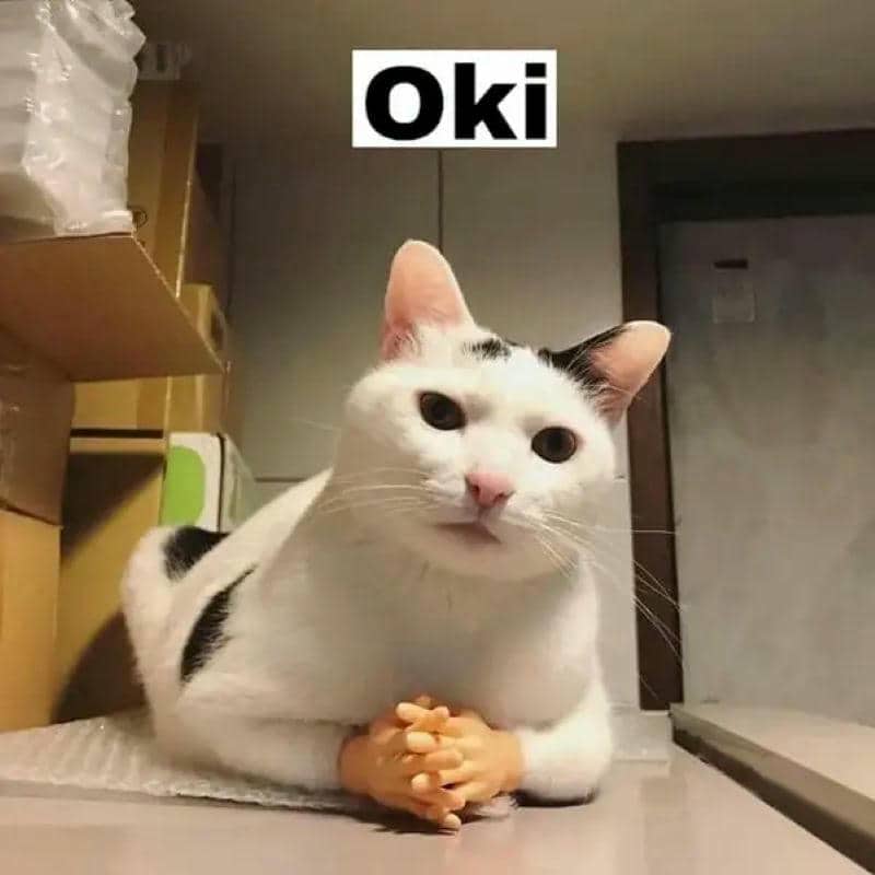 hình ảnh ok meme mèo