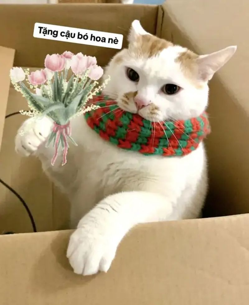 hình ảnh tặng bông hoa meme