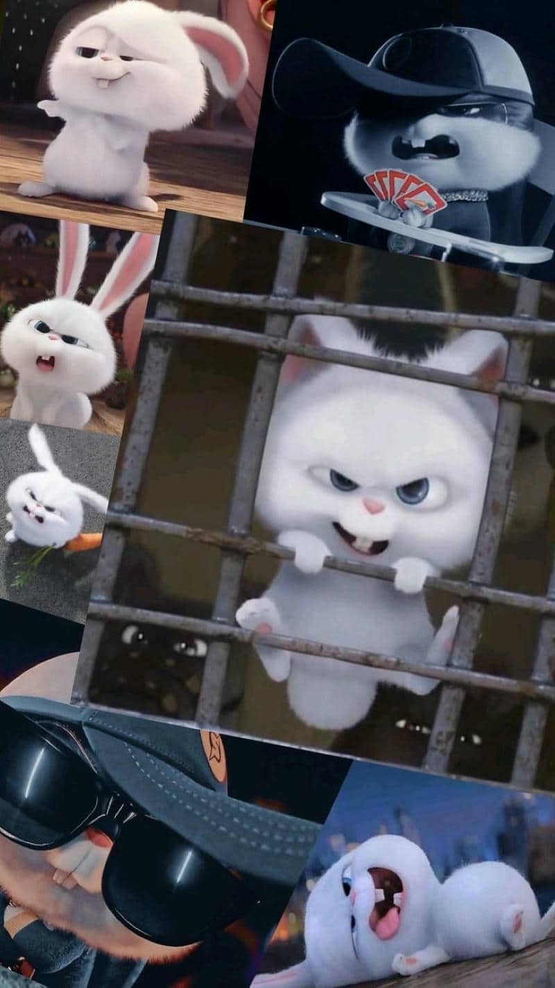 hình ảnh thỏ snowball cute