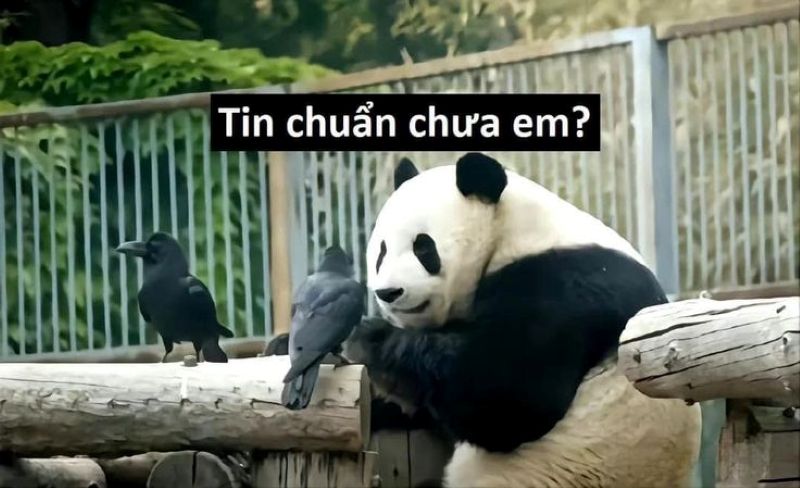 hình ảnh tin chuẩn chưa chị
