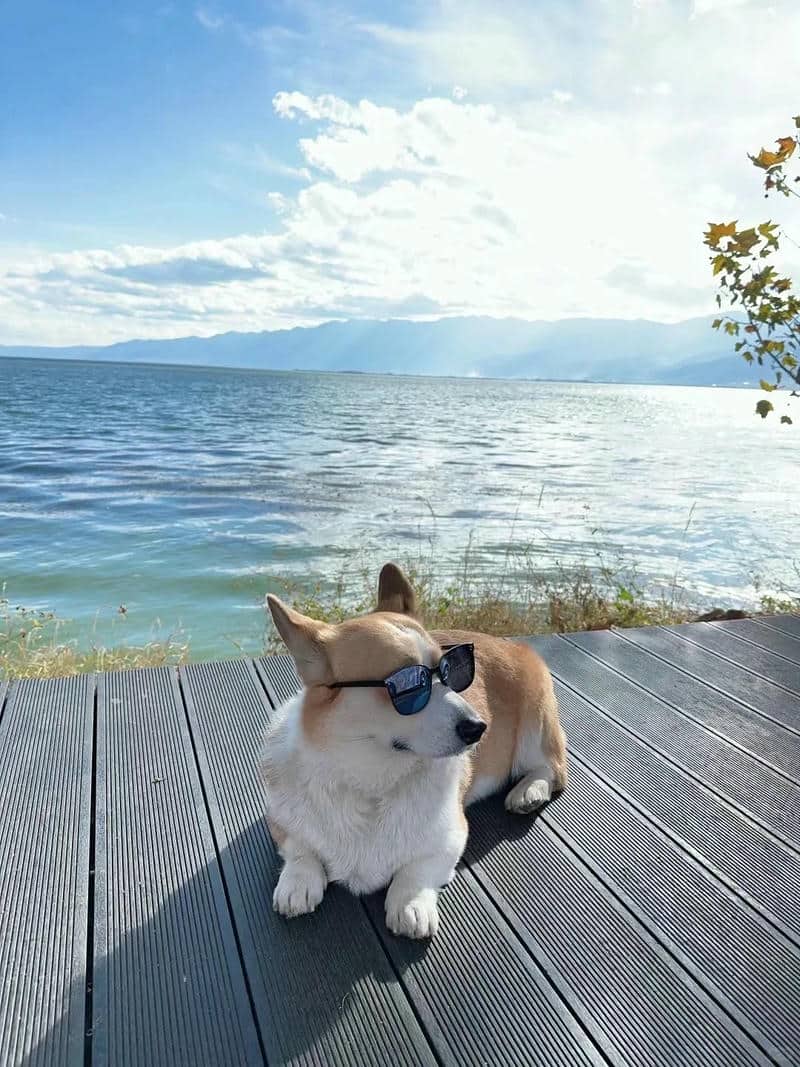 hình chó corgi