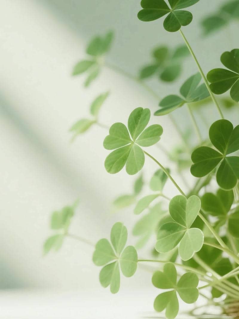 hình cỏ 4 la may mắn
