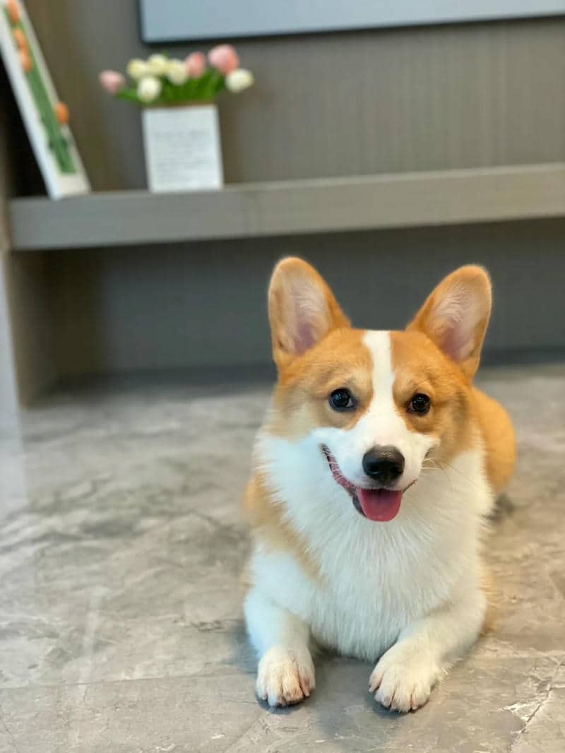 hình corgi cute