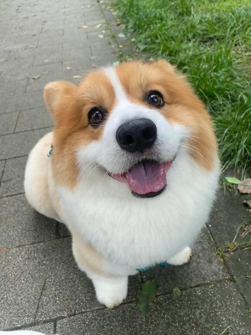 hình corgi