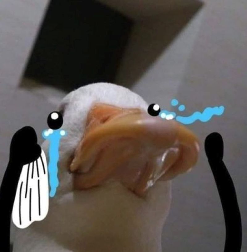 hình cute vịt