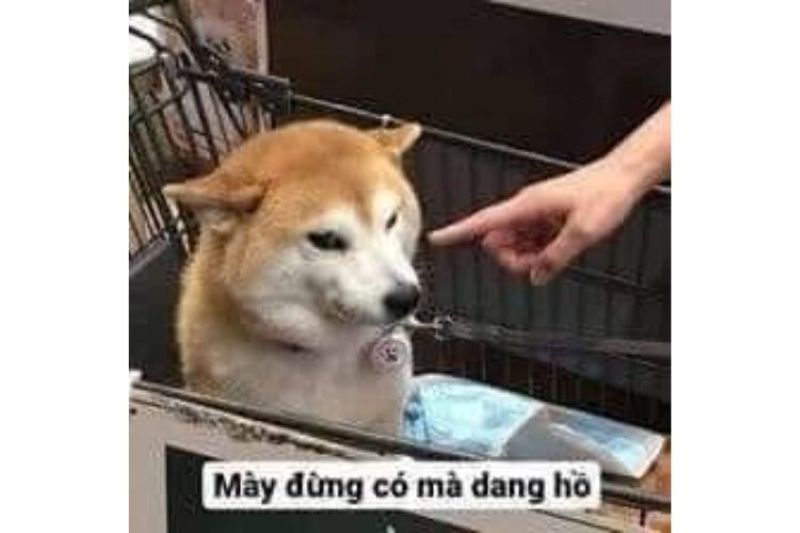 hình meme chỉ tay hài