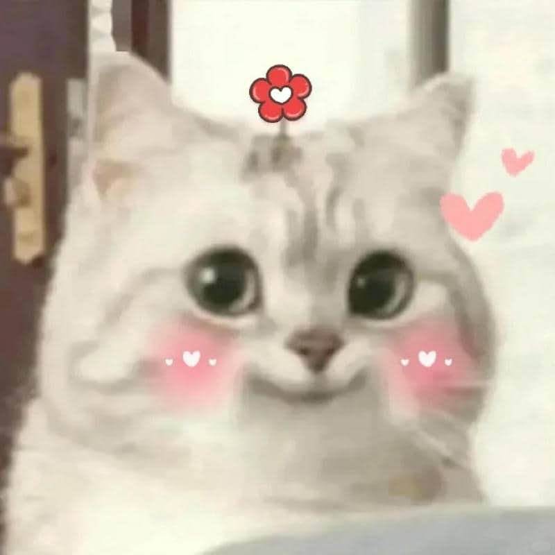 hình meme cute đáng yêu