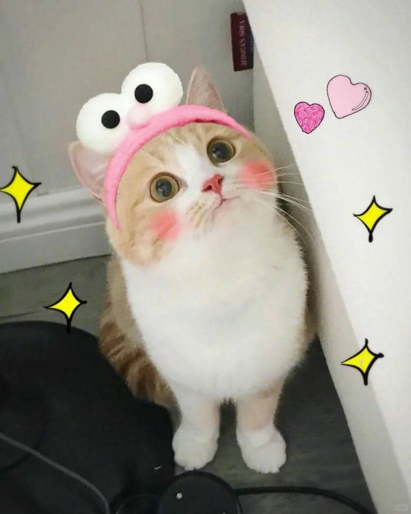 hình meme dễ thương