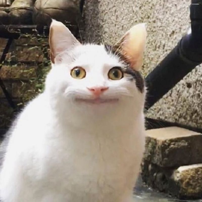 hình meme hài