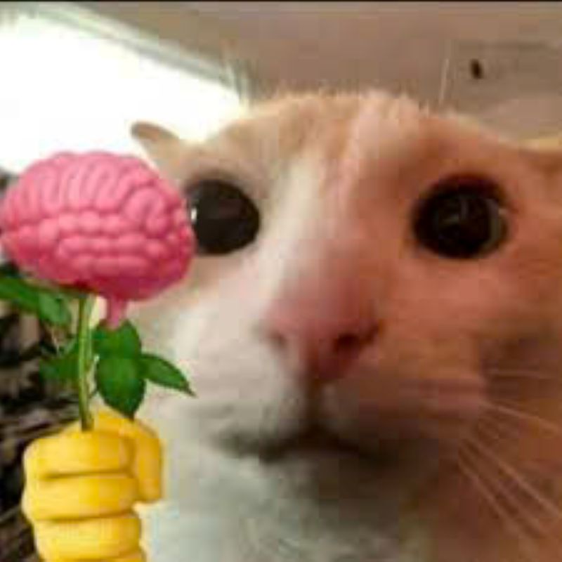 hình meme tặng hoa cute