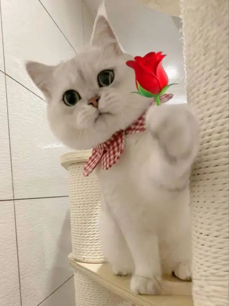 hình meme tặng hoa hài