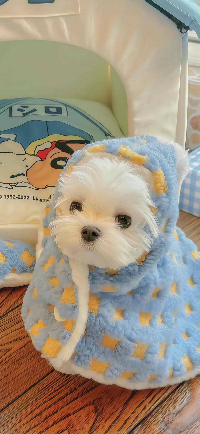 hình nền con chó cute