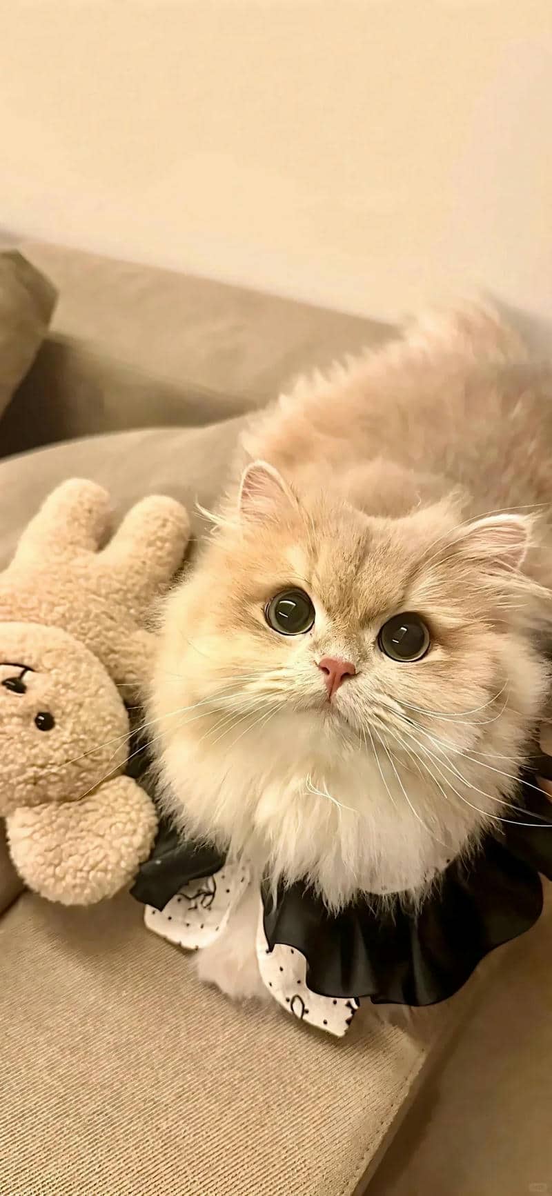 hình nền con mèo cute