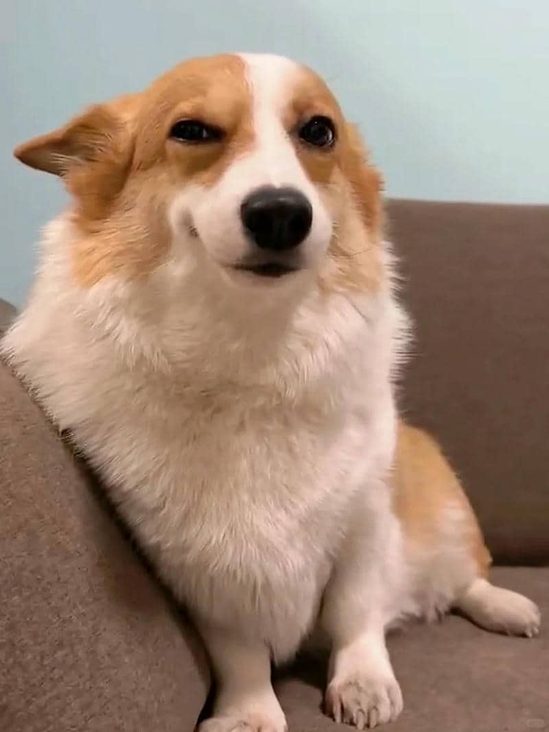 hình nền corgi đáng yêu
