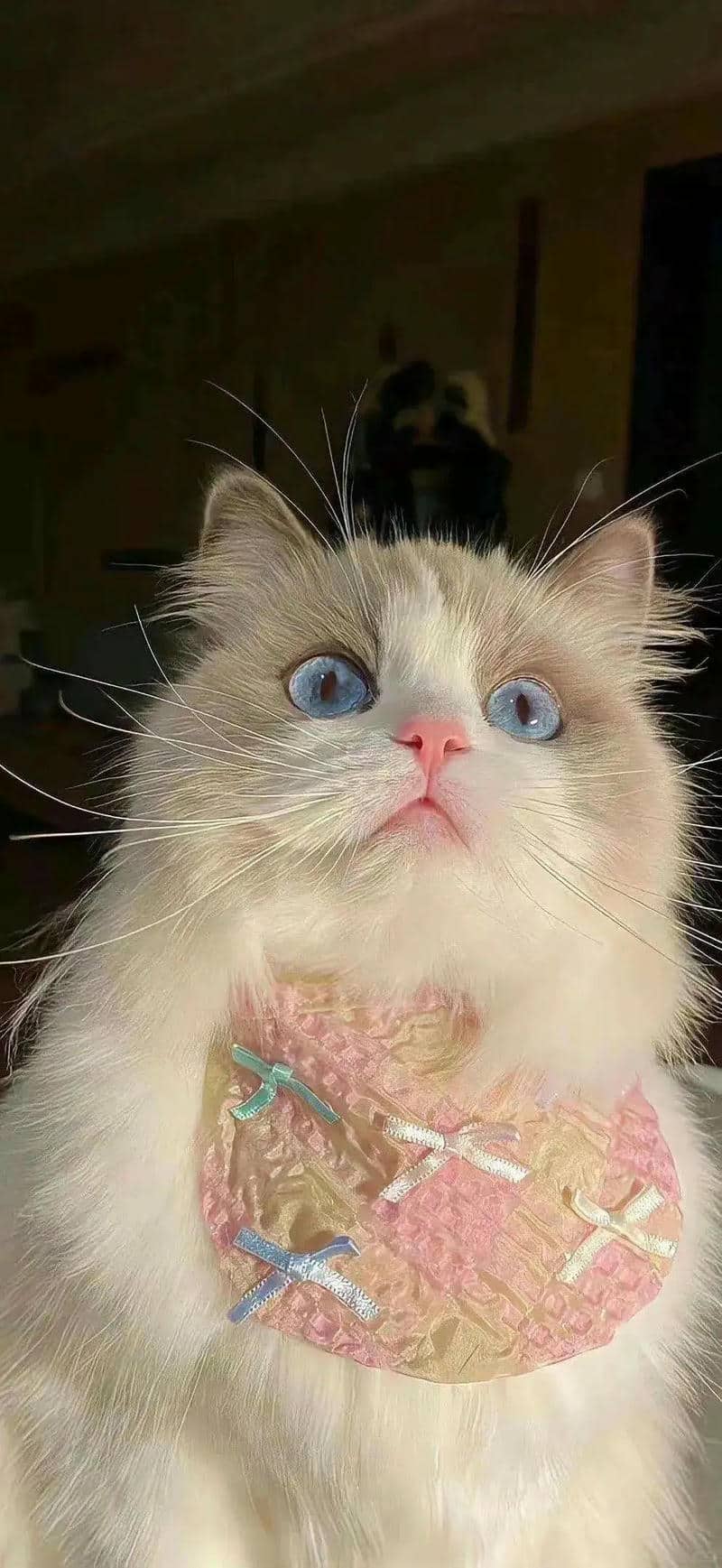 hình nền cute đẹp