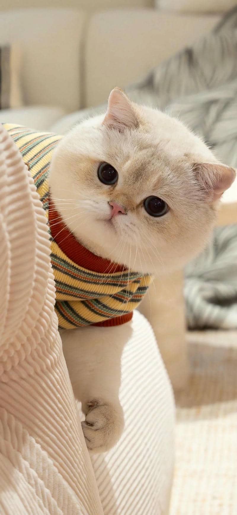 hình nền cute mèo