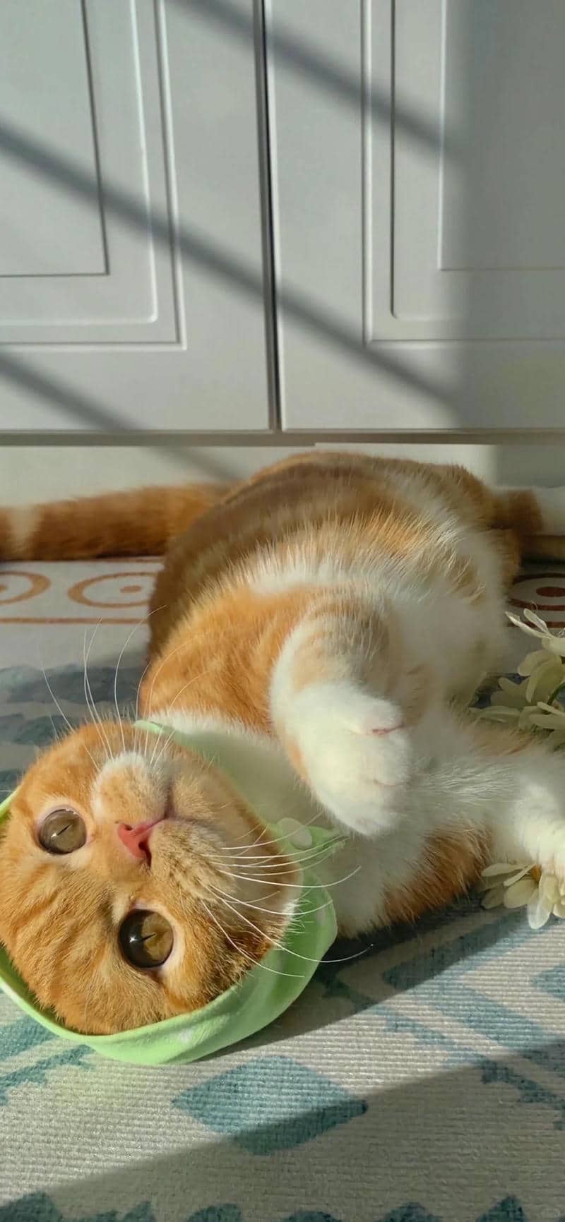hình nền đẹp mèo