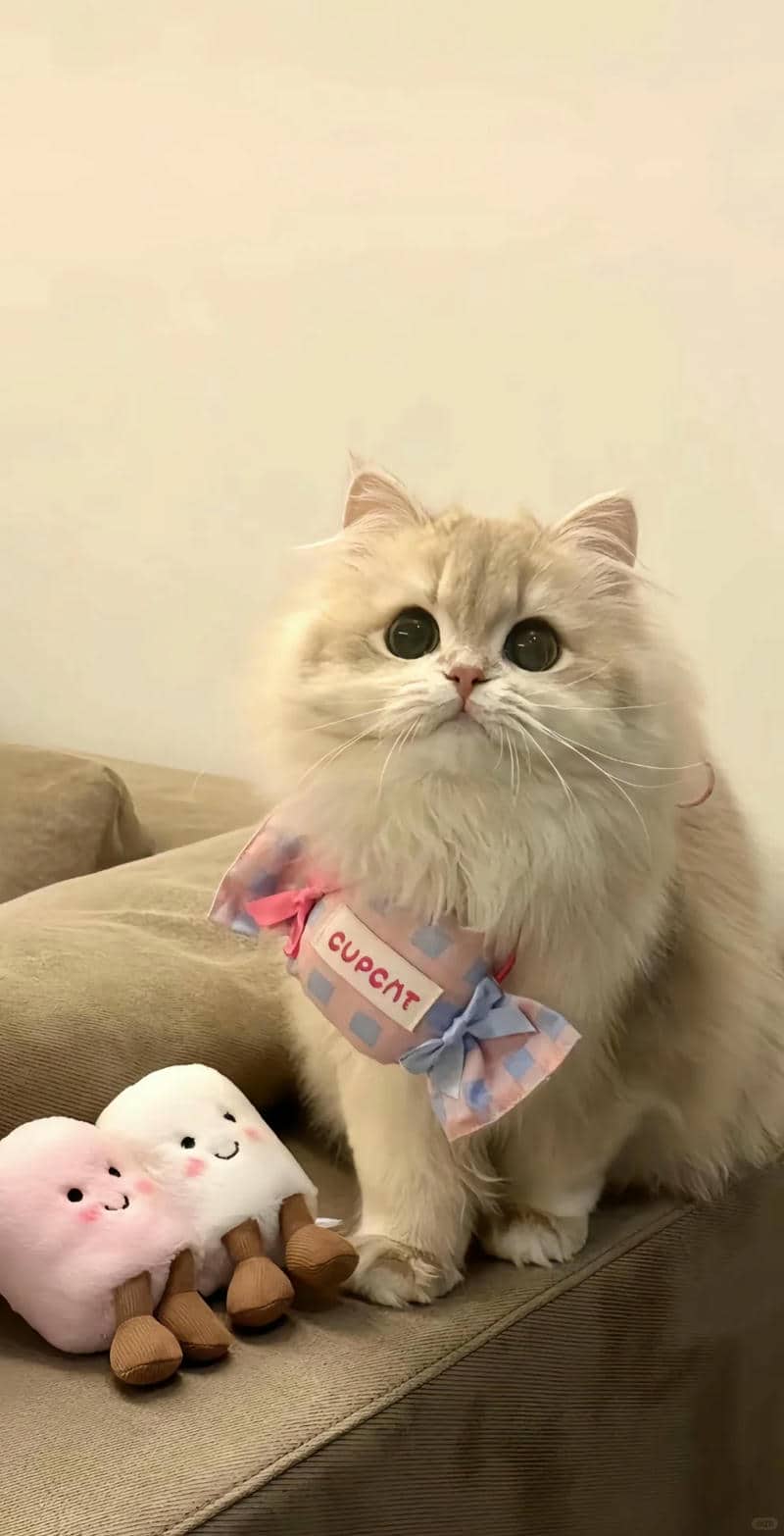 hình nền điện thoại ảnh mèo cute