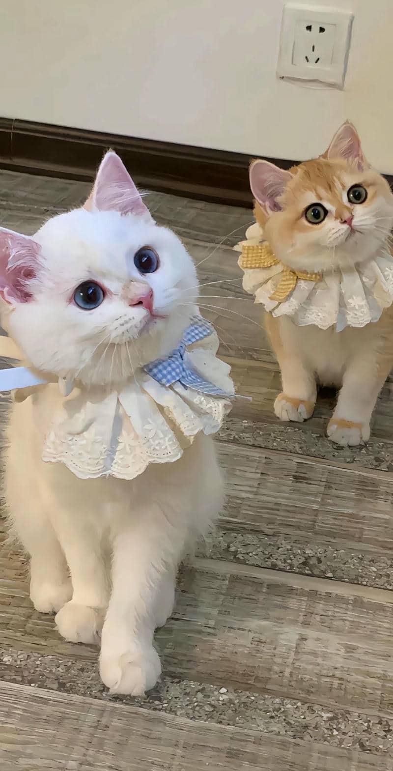 hình nền điện thoại con mèo