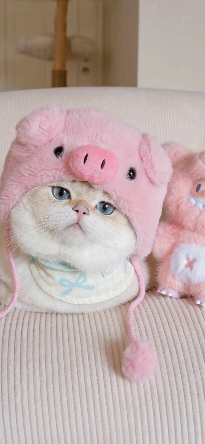 hình nền điện thoại mèo cute