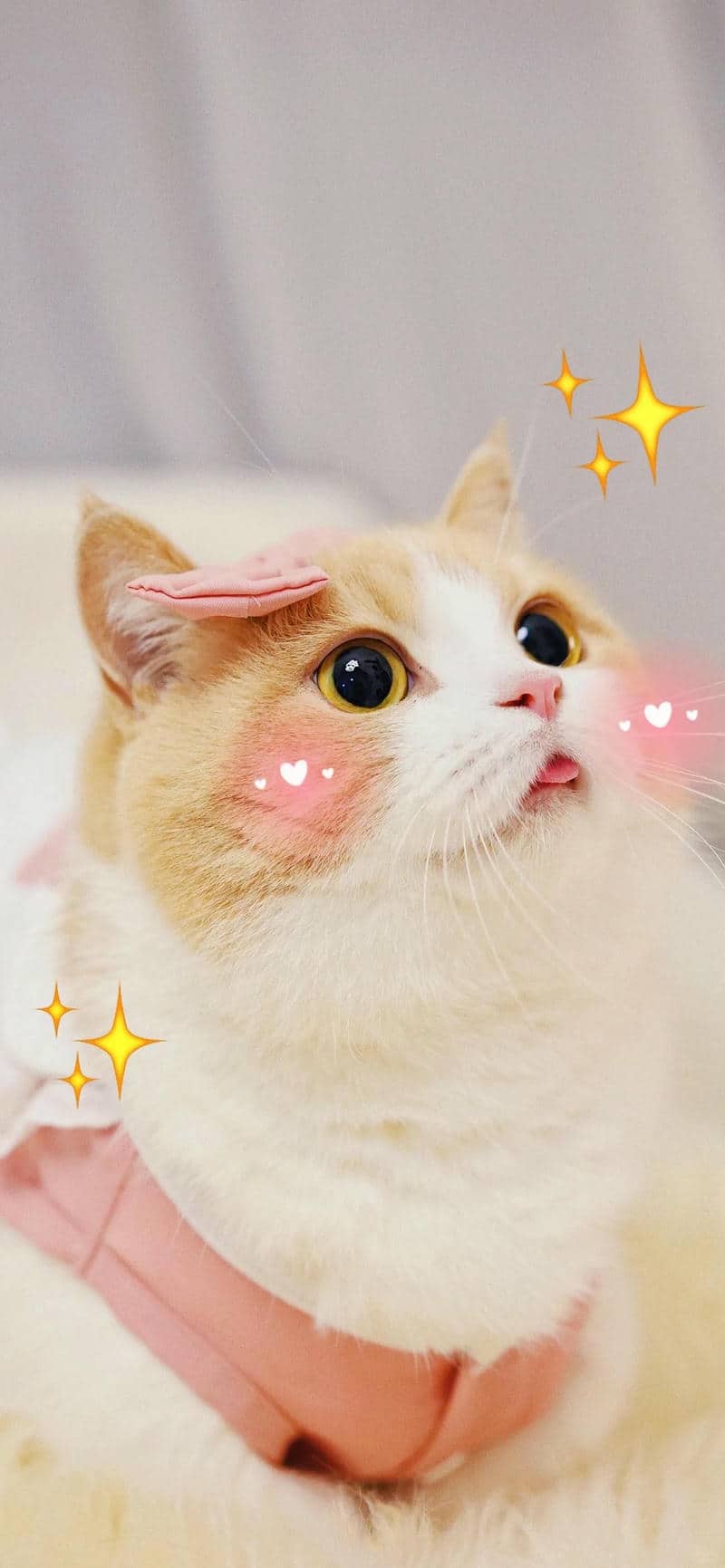 hình nền đt mèo đáng yêu