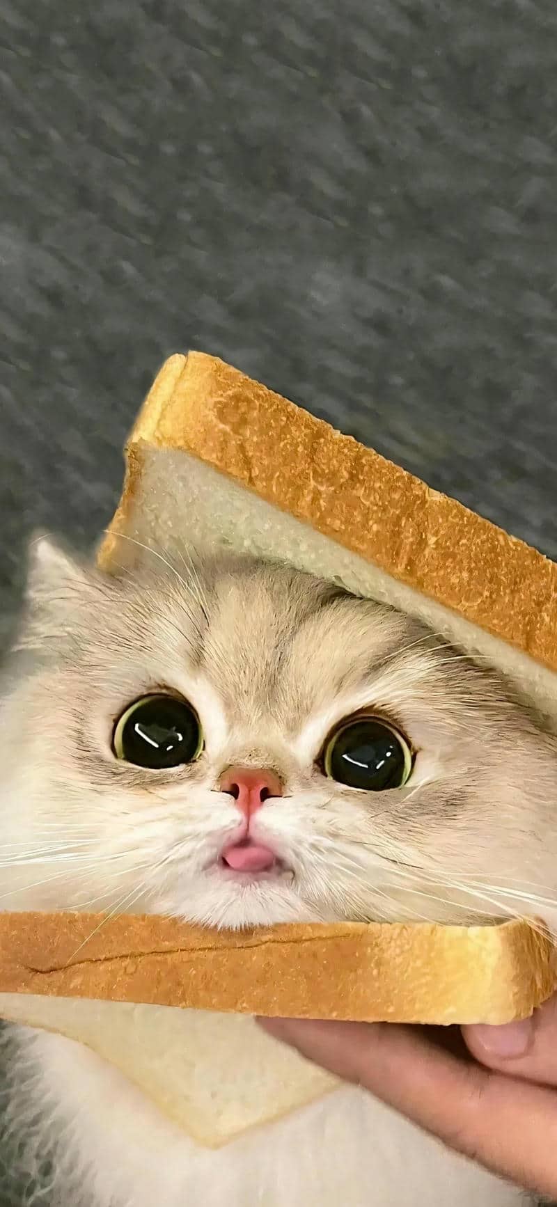 hình nền đt mèo