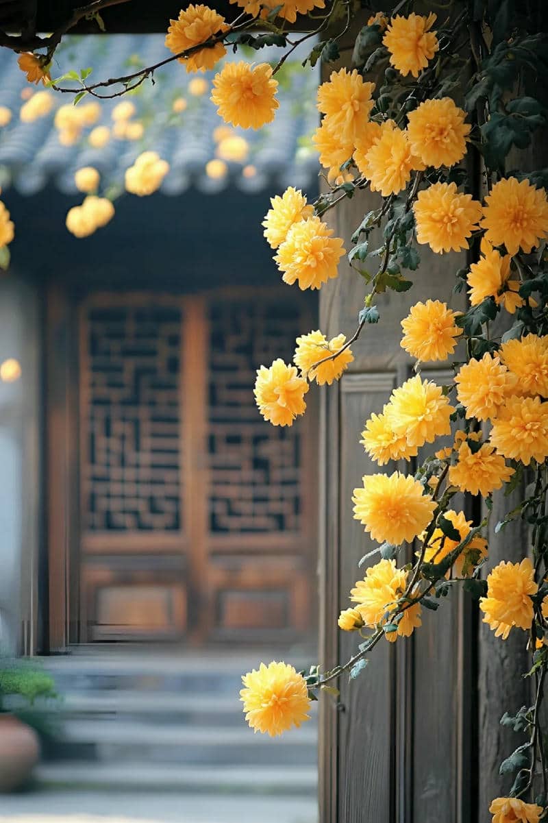 hình nền hoa cúc vàng