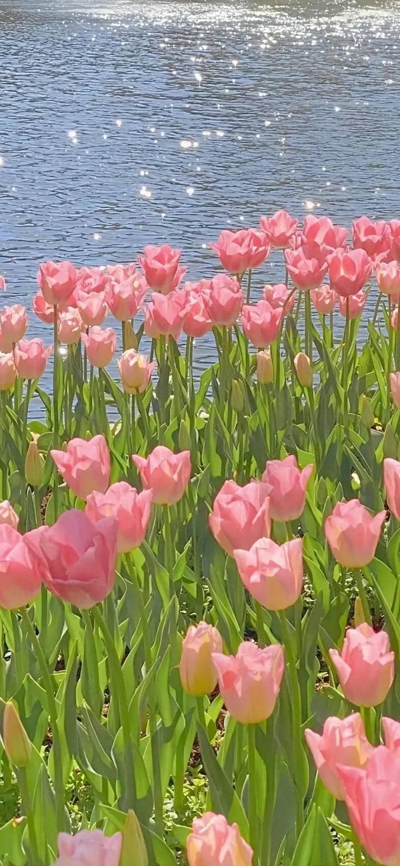 hình nền hoa tulip cute