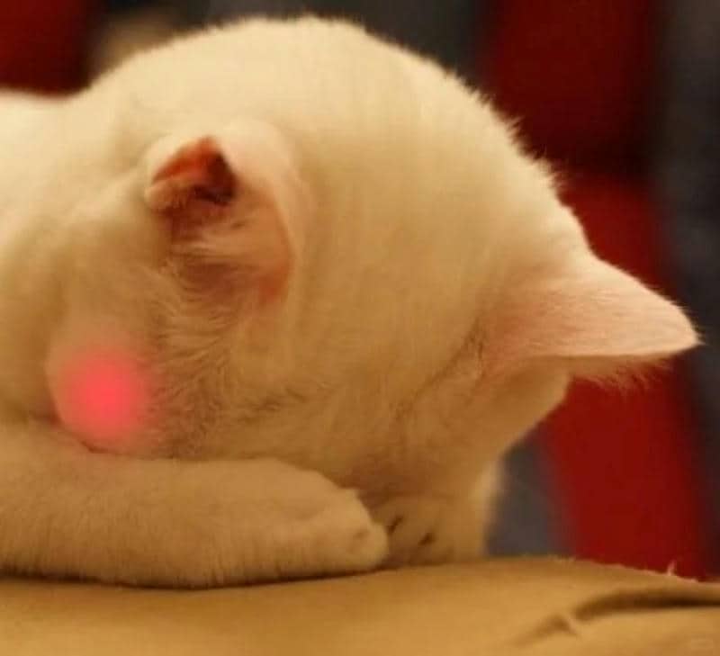 hình nền meme cute