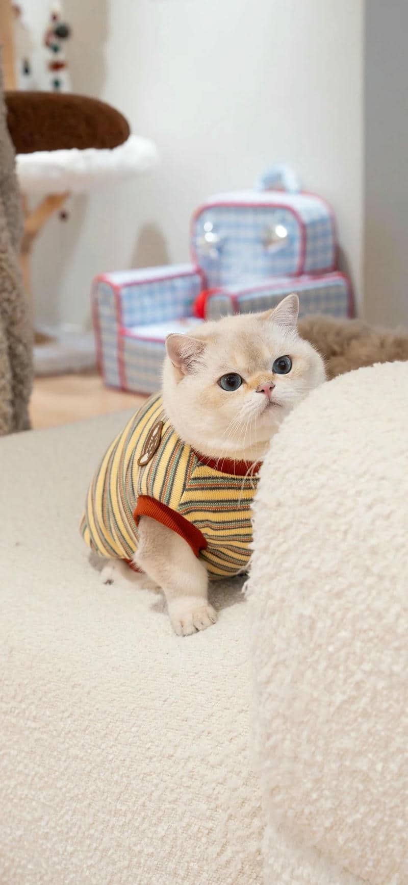 hình nền mèo cute cho điện thoại