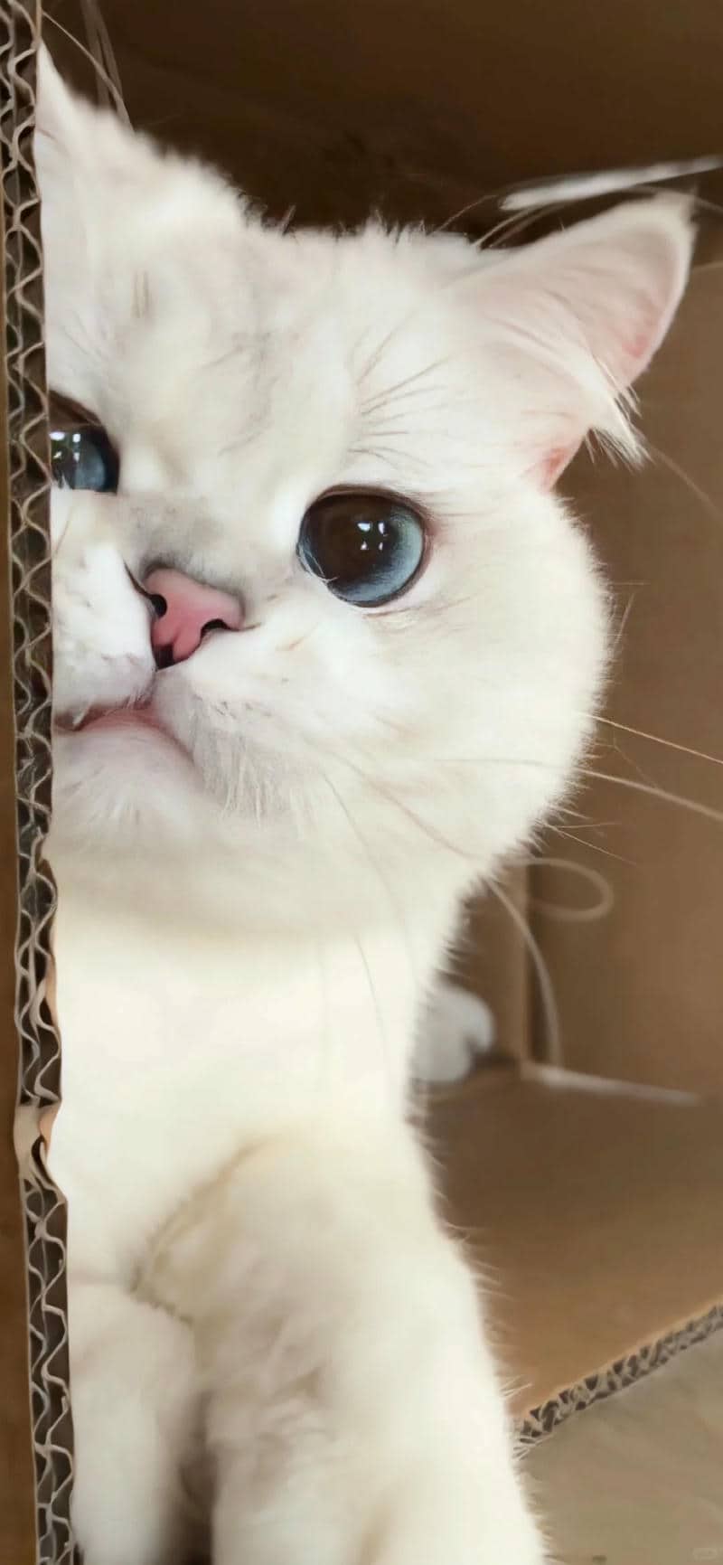 hình nền mèo đáng yêu cho điện thoại
