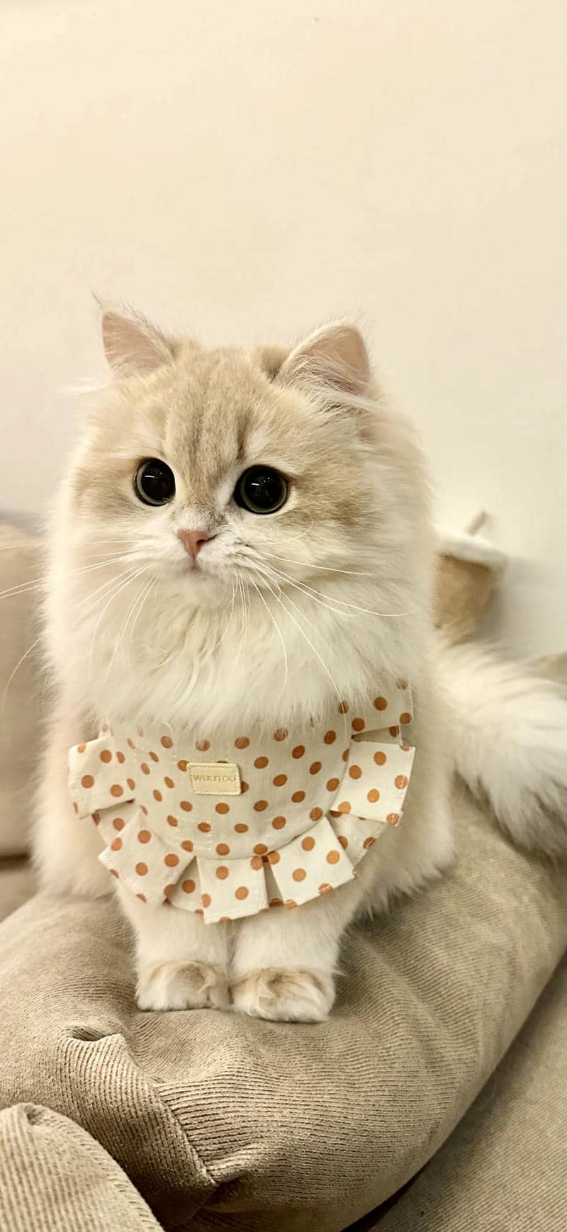 hình nền mèo dễ thương