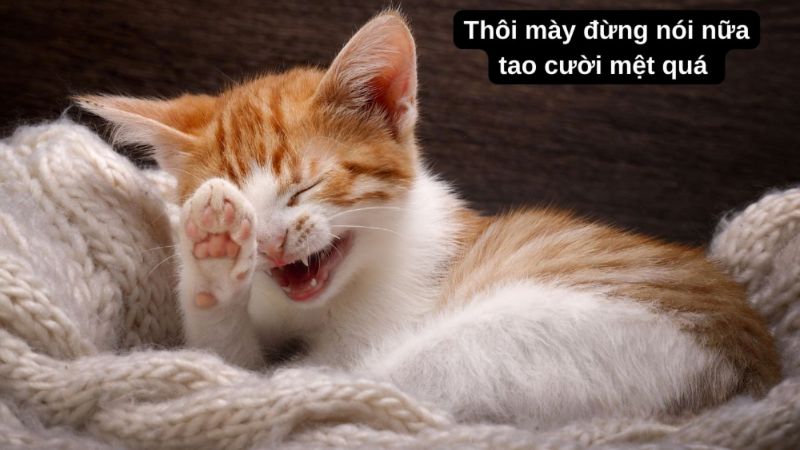 me me hài