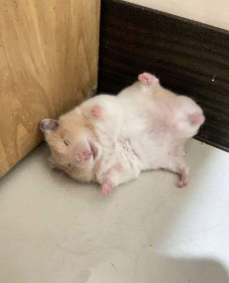 meme ảnh chuột hamster hài hước