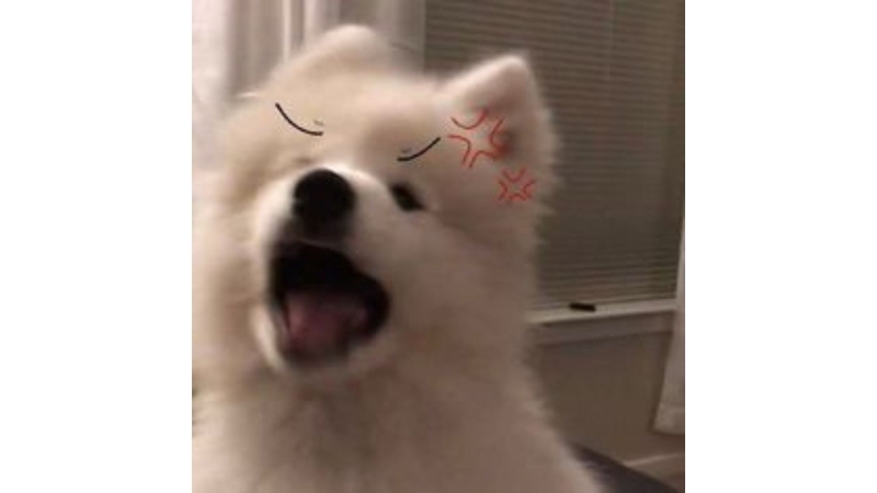 meme ảnh đại diện