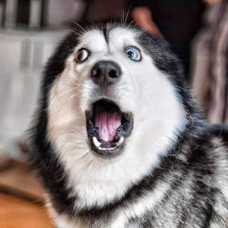 meme bất ngờ