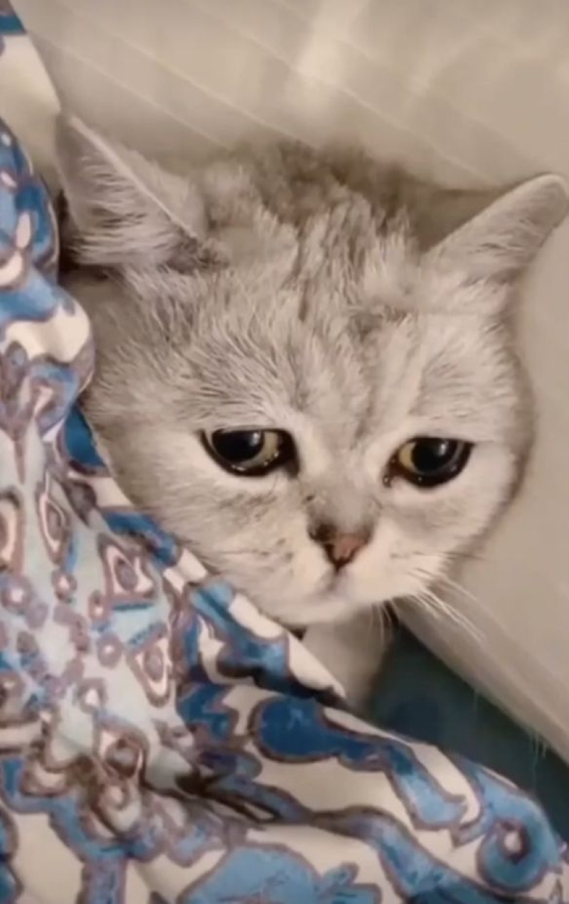 meme cảm động