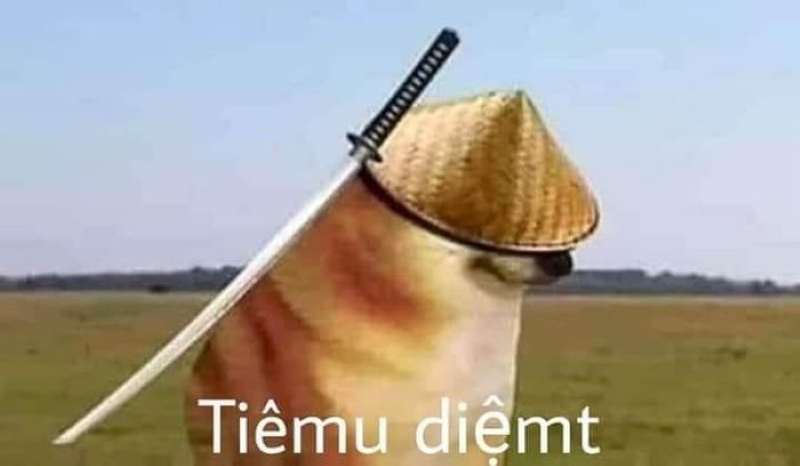 meme cheems mèo cầm phóng lợn